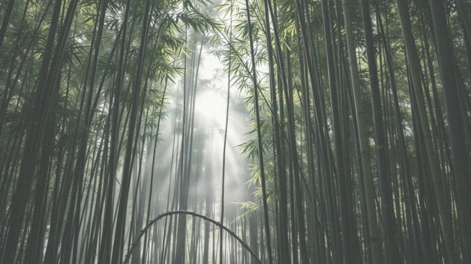 Dlaczego pandy są uważane za skarb narodowy Chin?