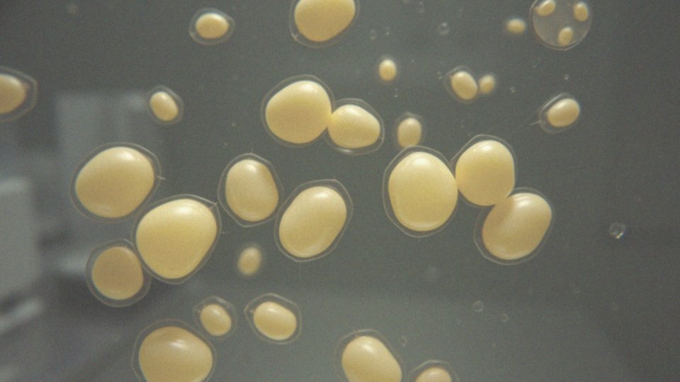 Co to jest szczep drożdżaków Saccharomyces boulardii?