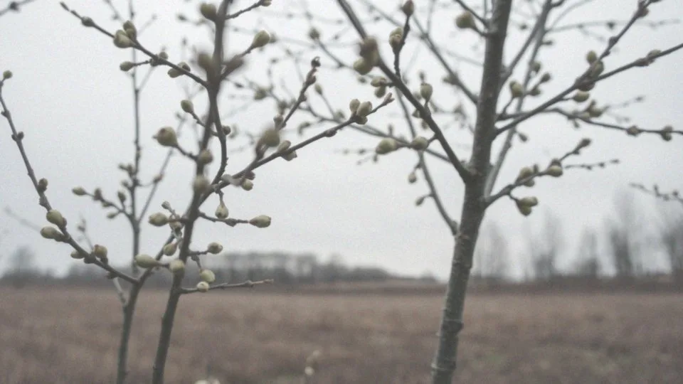 Kiedy nasilenie objawów alergii wziewnej jest największe?