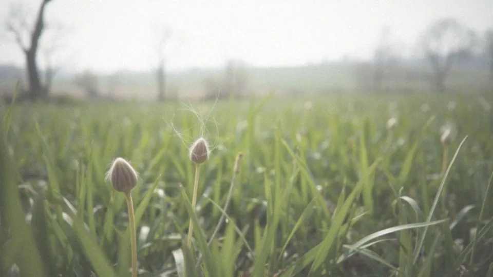 Co pyli teraz? Sprawdź aktualny kalendarz pylenia w Polsce