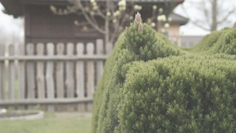 Kiedy przycinać tuje na wysokość? Poradnik dla ogrodników