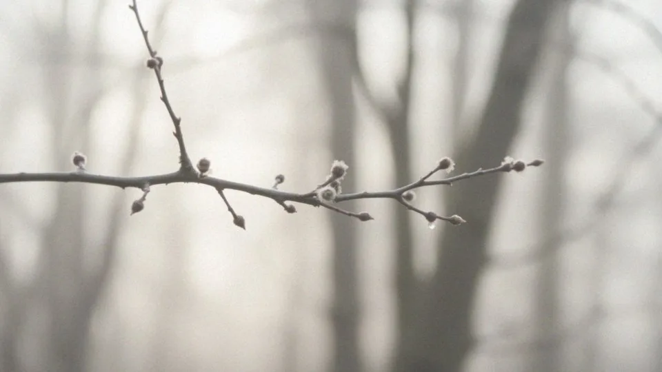 Kiedy pyli olcha? Wszystko, co musisz wiedzieć o sezonie pylenia