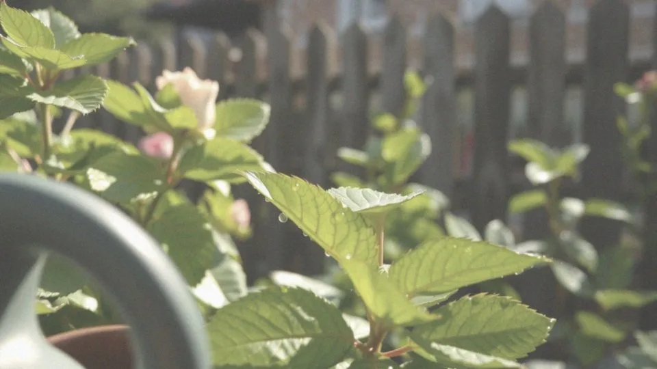 Płyn do naczyń na mszyce – skuteczny sposób na zwalczanie szkodników